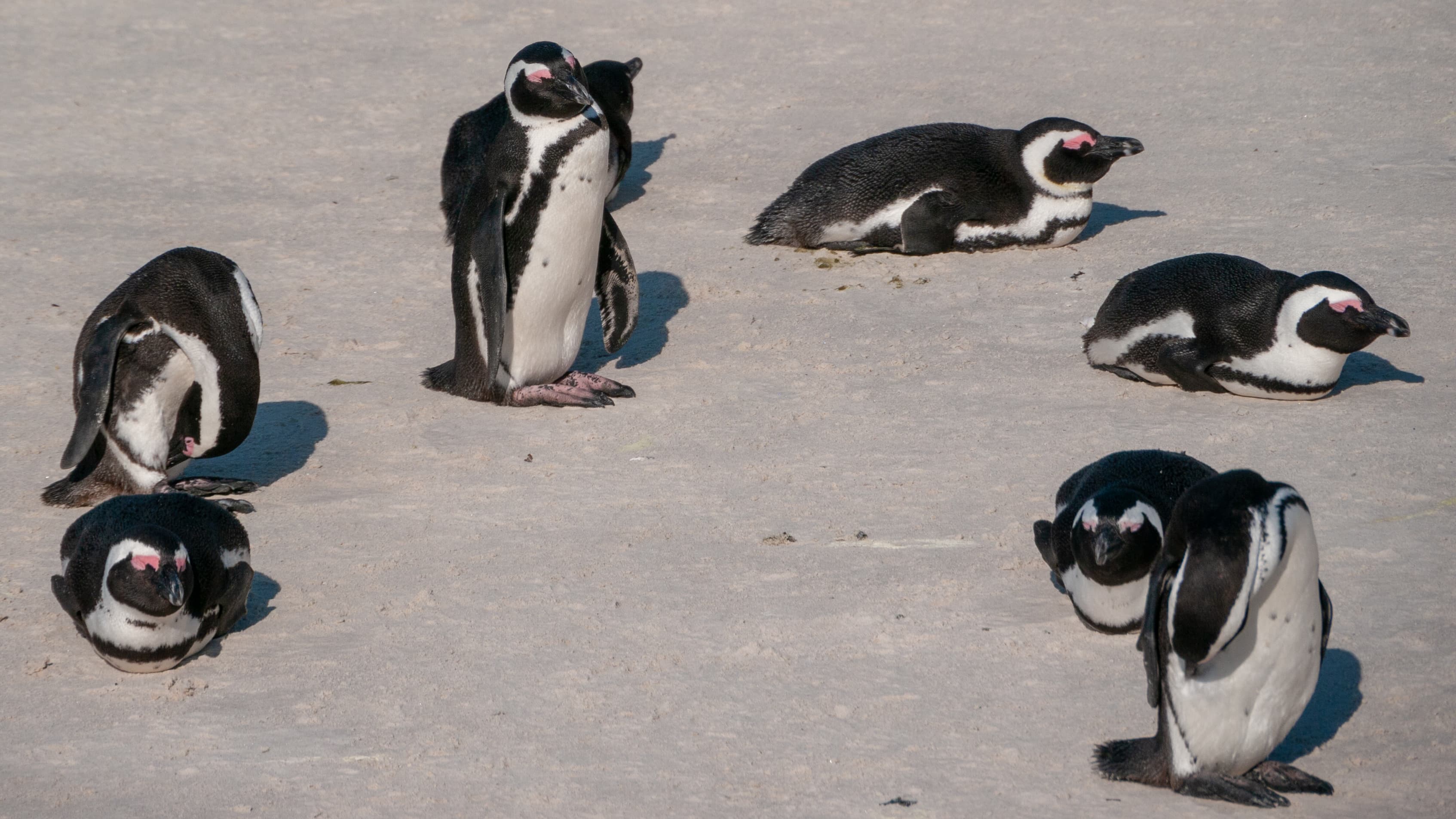 Boulders Beach