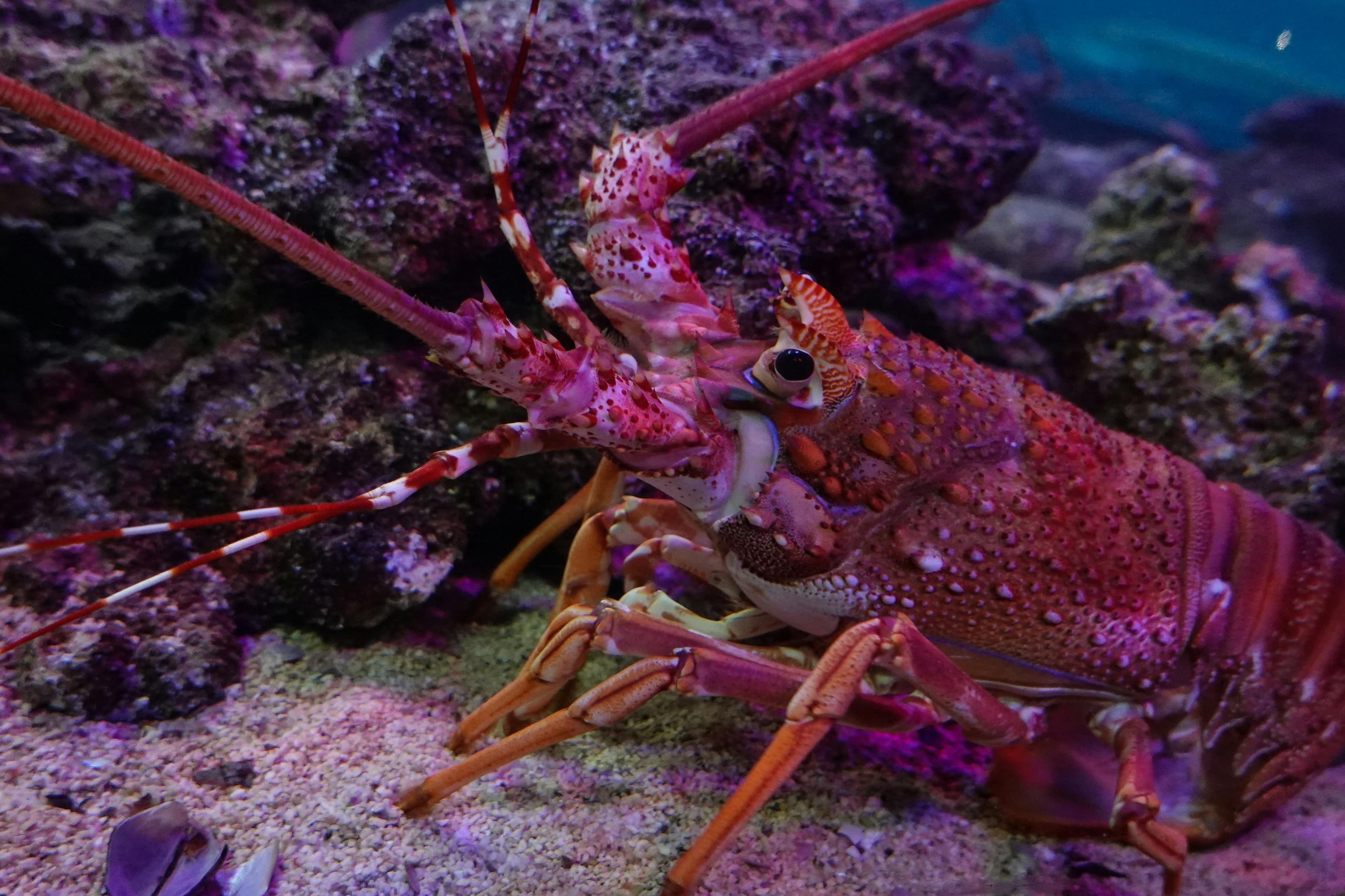 Catch & Cook Crayfish